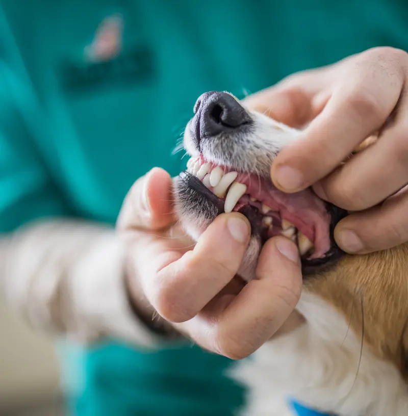 canine-dental