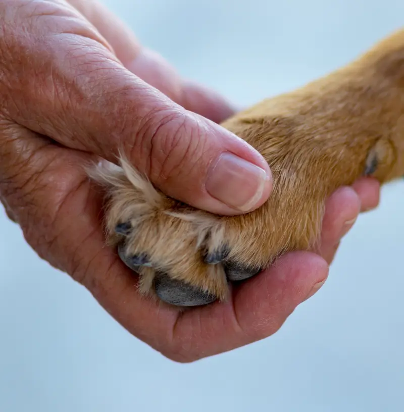 canine-euth