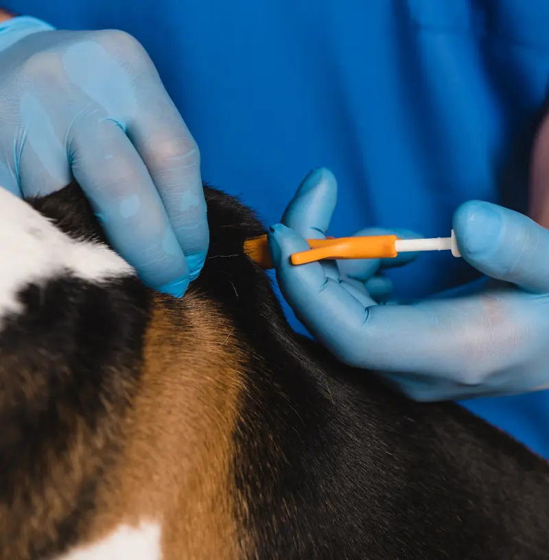 canine-microchipping