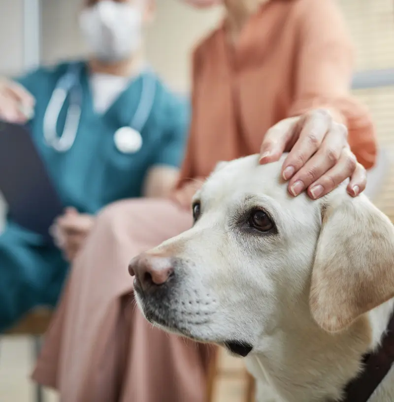 canine-pain
