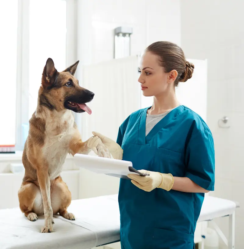 canine-routine