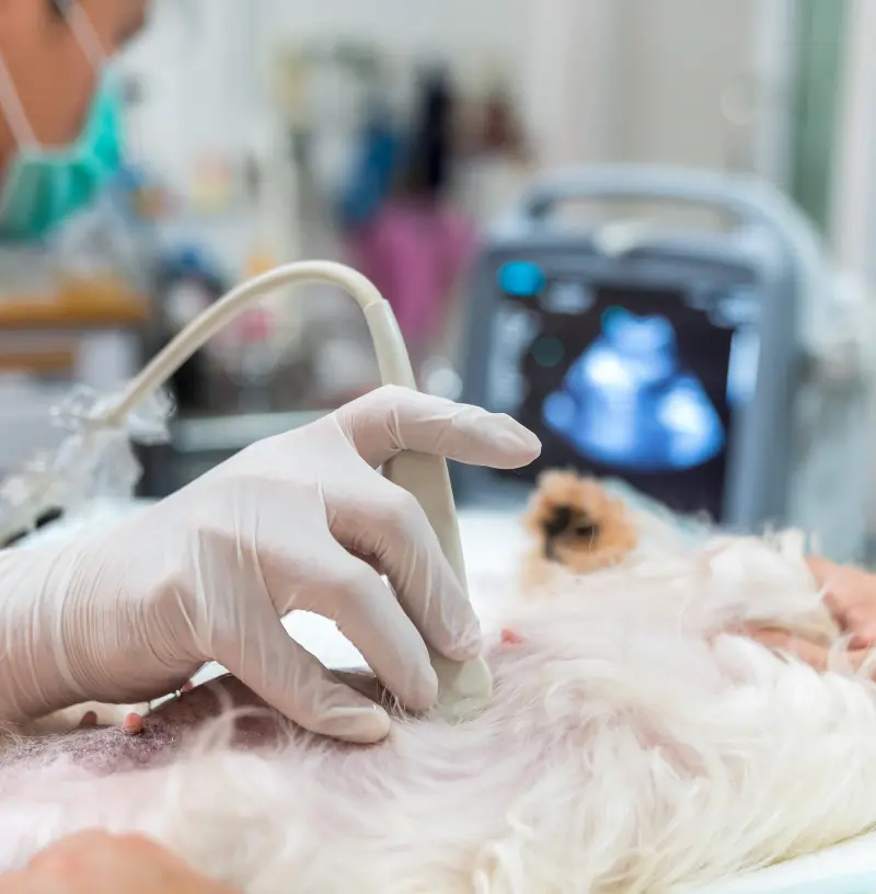 canine-ultrasound