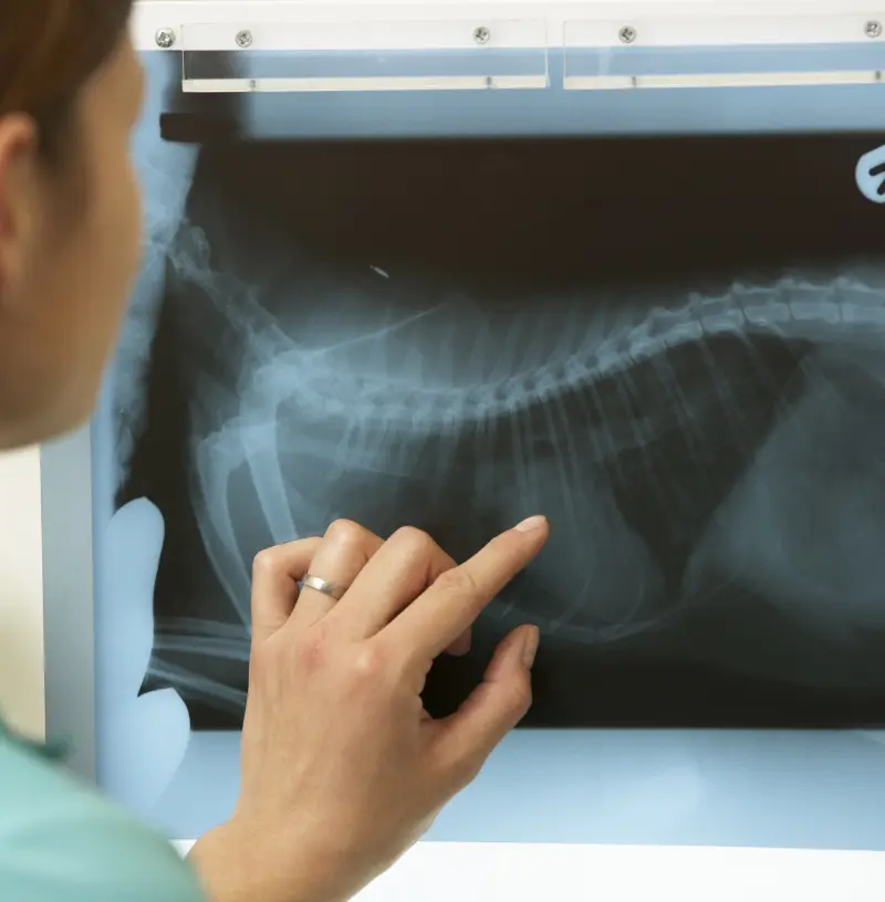 canine-xray