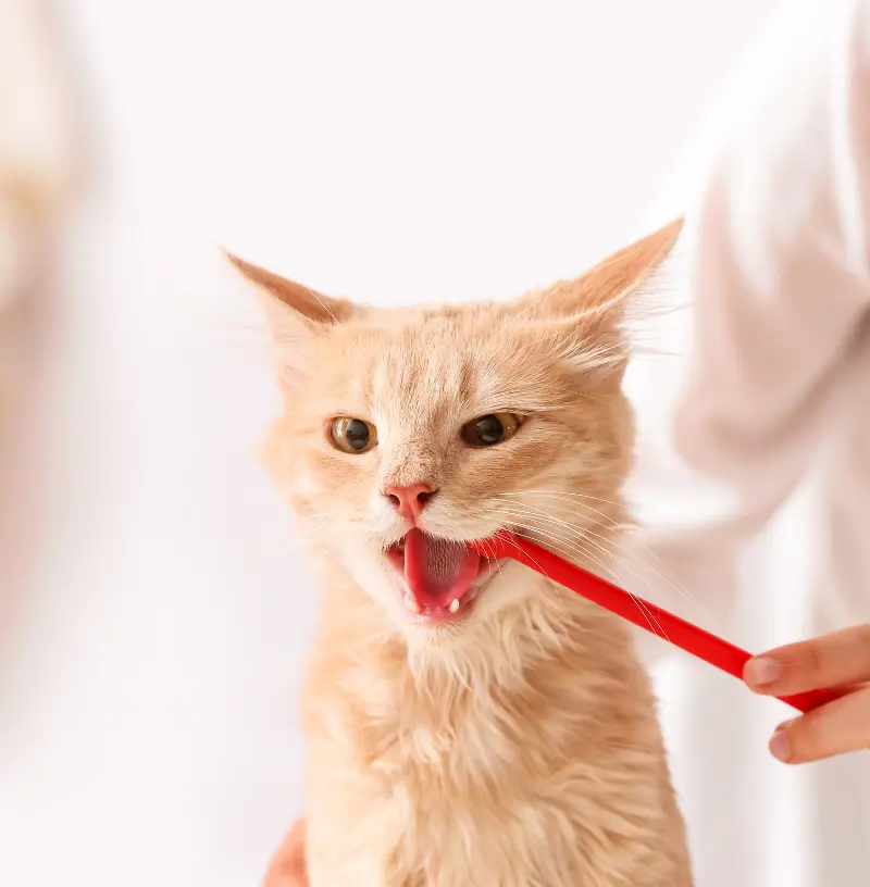 feline-dental