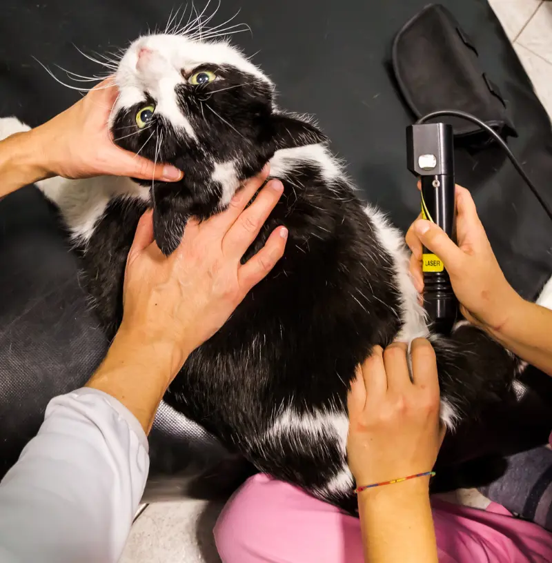 feline-laser (1)