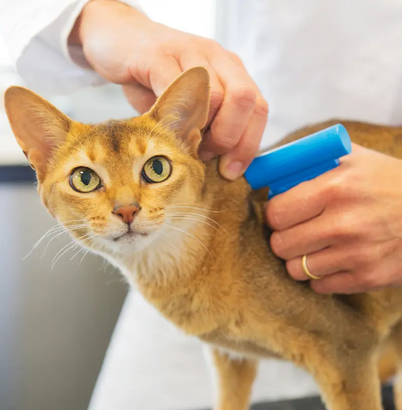 feline-microchip