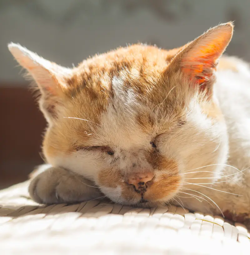 feline-pain