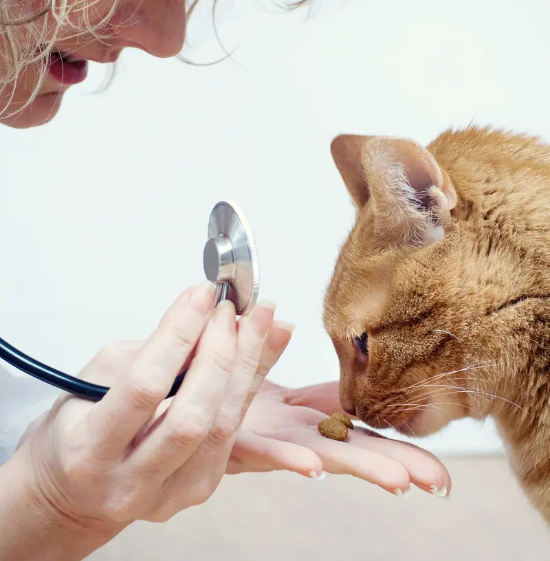feline-routine