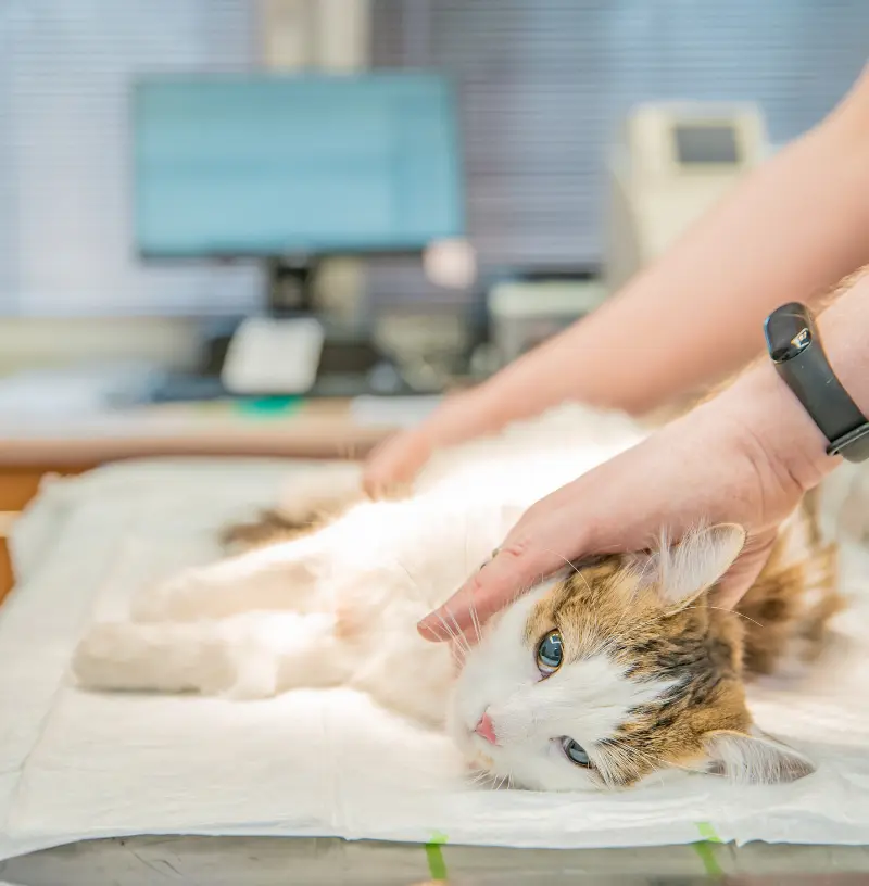 feline-surge