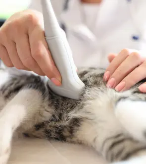 feline-ultrasound